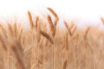 wheat crop on the field