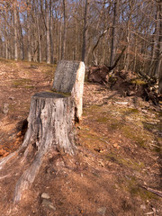 Fototapeta premium Dieser Baumstumpf kann auch als Stuhl genutzt werden