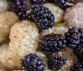 white and black mulberries; most delicious fruit