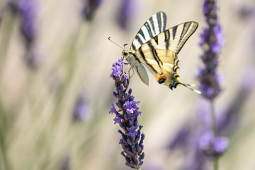 butterfly on a sprig of lavender