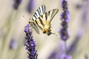 butterfly on a sprig of lavender