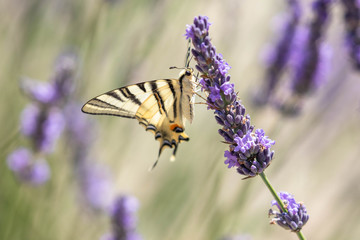 butterfly on a sprig of lavender