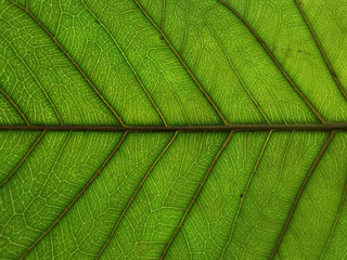 texture of leaf