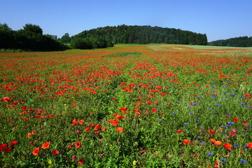 Landschaft mit Klatschmohn auf der Schwäbischen Alb