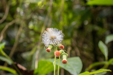 Obraz premium dandelion in the grass