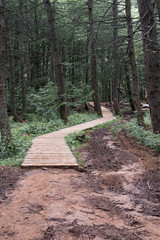 Wooden platforms on a trail in a forest in Bieszczady Mountains, Poland. Vertical orientation.