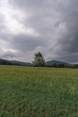 Fototapeta na wymiar Lonely tree in a meadow with mountain range in Bieszczady, Poland. Dramatic sky. Vertical orientation.