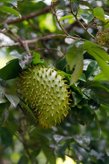 Stachelannone (Annona muricata) Frucht am Baum