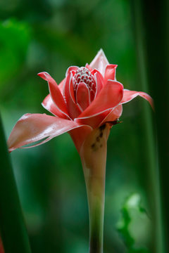 Fackel-Ingwer Blüte  (Etlingera elatior) oder Ingwerblume, Blüte