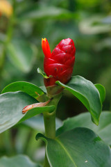 Spiralingwer (Costus barbatus) Pflanze mit roter Blüte