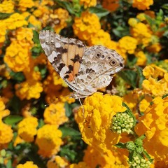 Butterfly on yellow flowers. Closeup.