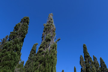 Zypressen vor blauem Himmel