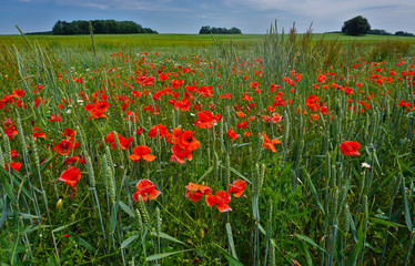 Klatschmohnwiese auf der Schwäbischen Alb bei Hohenstein