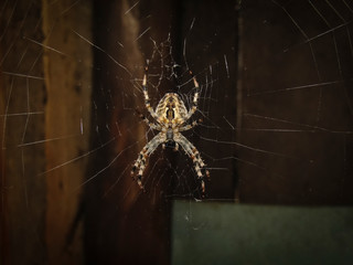 Spider on spiderweb hunts for insects. Garden spider on spider web over natural background. Macro, close up, bottom  view.
