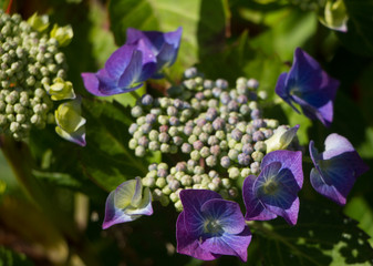 Close up of lacecap hydrangea