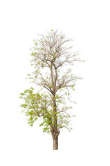 a tree beautiful green leaves and branch isolated on white background cut out with clipping path.