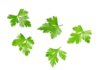 Fresh parsley  isolated on white background. full depth of field