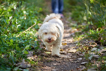 White havanese dog walking on pathway - 277212310