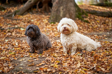 Black and white havanese dog sitting in forest in autumn with leaves looking - 277212335
