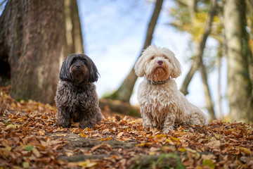 Black and white havanese dog sitting in forest in autumn with leaves looking - 277212352