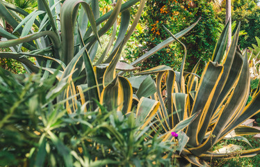 tropical plant garden