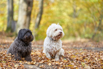 Black and white havanese dog sitting in forest in autumn with leaves looking - 277212374