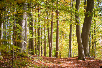 Pathway in forest in autumn with brown leaves - 277212528