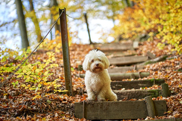 Black and white havanese dog sitting in forest in autumn with leaves looking - 277212529