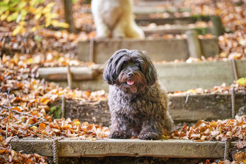 Black and white havanese dog sitting in forest in autumn with leaves looking - 277212552