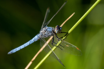 Allphotokz Dragonfly 20170724 1309 D810
