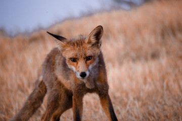 Spanish fox (Vulpes vulpes)