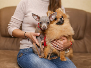 Obraz premium Toy Terrier and Pomeranian Spitz together.