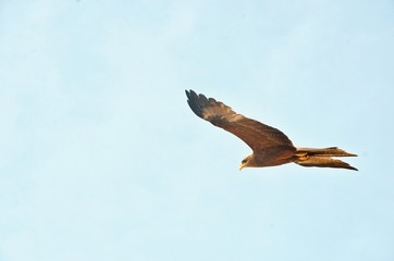 Flying