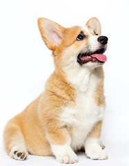 Welsh Corgi puppy with tongue