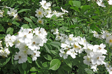 Büschelrose - wild rose - Rosa multiflora