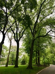 tree in park