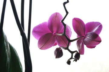 orchid