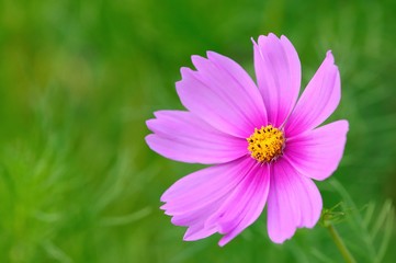 pink cosmos flower