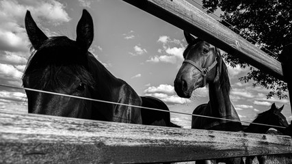 Neugierige Pferde © Kevin