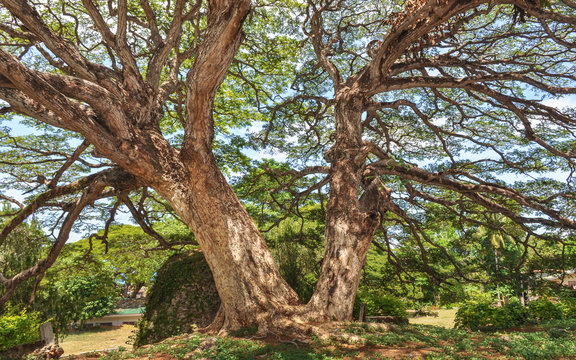 Century old twin Acacia trees - Siquijor Island, Philippines