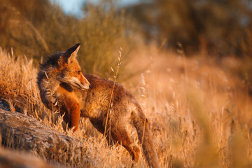 Spanish fox (Vulpes vulpes)