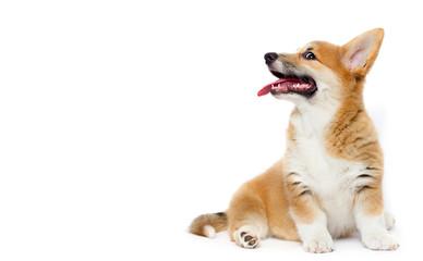 sly puppy snout with tongue of welsh corgi