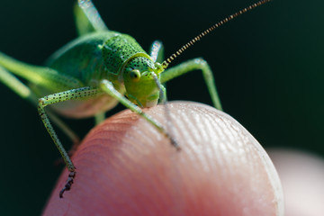 Speckled bush cricket standing on the finger tip close up