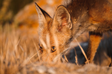 Spanish fox (Vulpes vulpes)