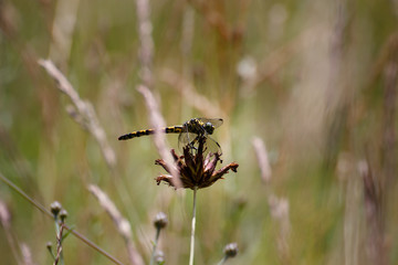 Yellow and black stripped dragonfly resting on the flower