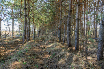 Footpath among tree planting. Pine trees in spring sunny day. Beautiful spring landscape.