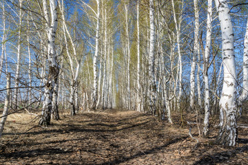 Footpath among tree planting. Birches in spring sunny day. Spring landscape.