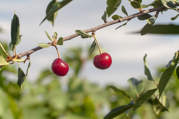 fresh cherry on the branches of a Bush