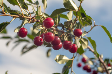 Obraz premium fresh cherry on the branches of a Bush