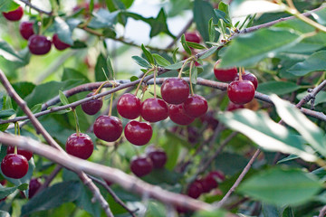 fresh cherry on the branches of a Bush